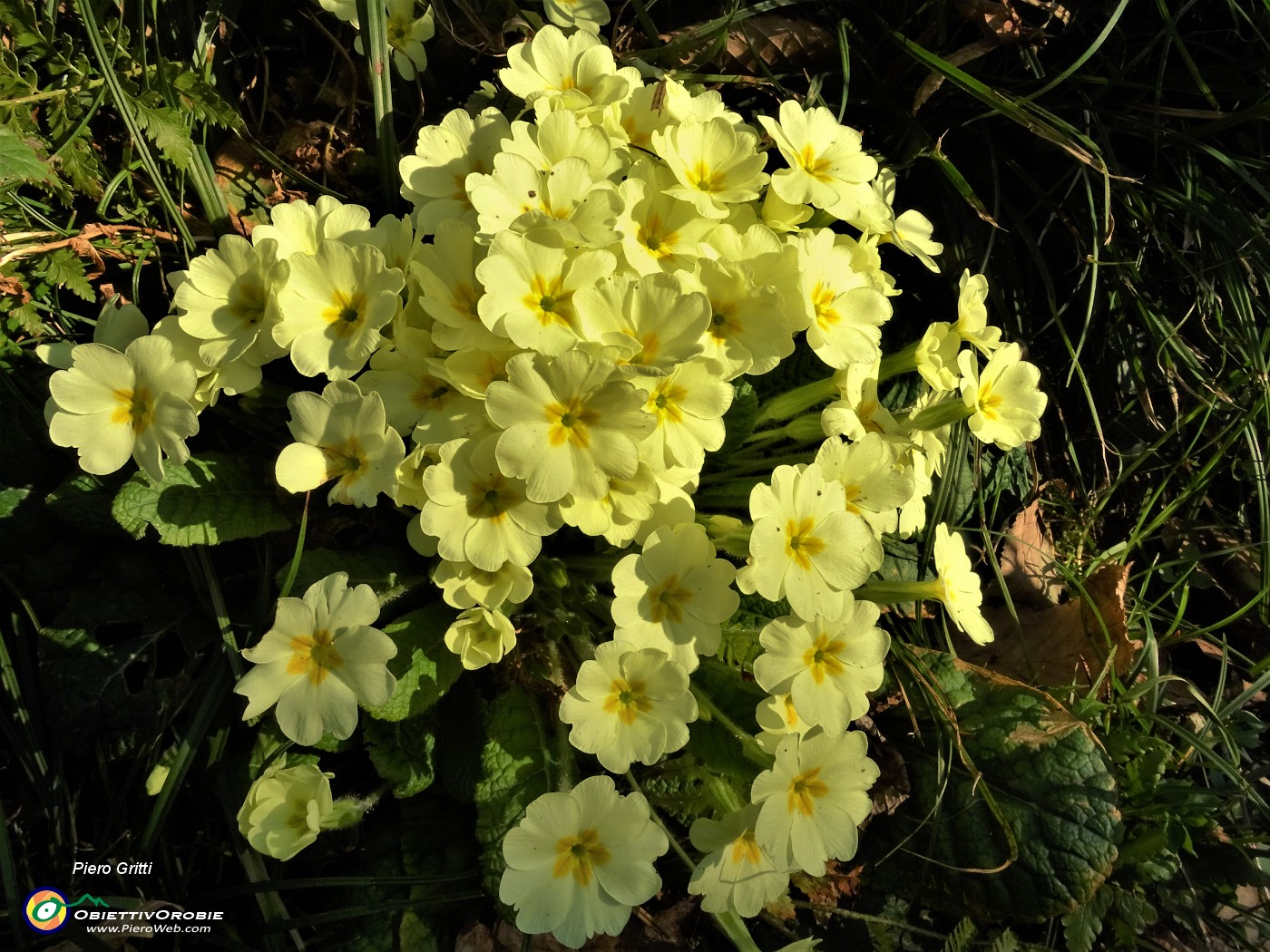 02 Esplosa la primavera sui sentieri per Ubione-Corna Marcia (Pimula vulgaris)).JPG